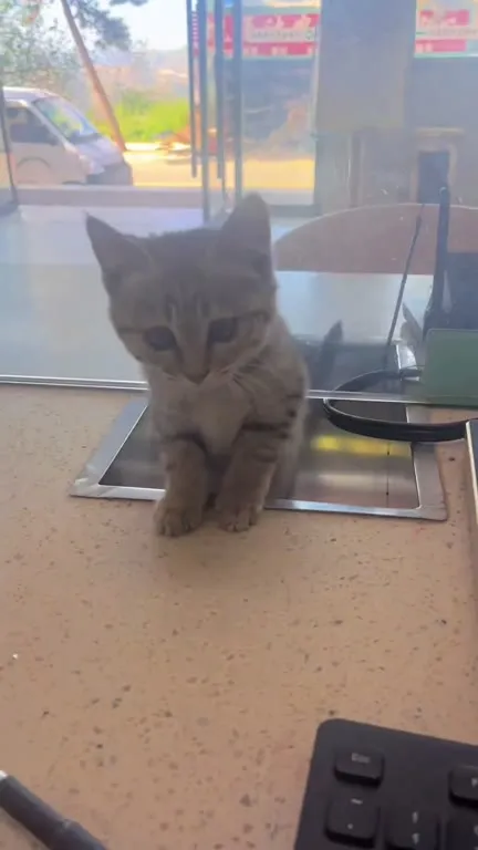 Котёнок вместо кассира