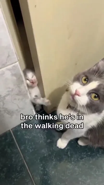 Cat Thinks It’s The Walking Dead