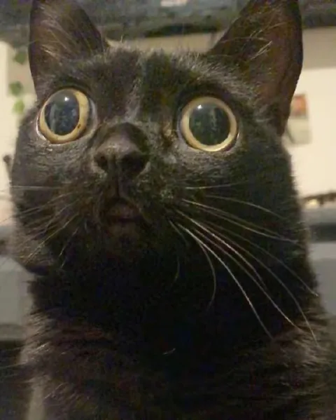 Ошарашенный чёрный кот