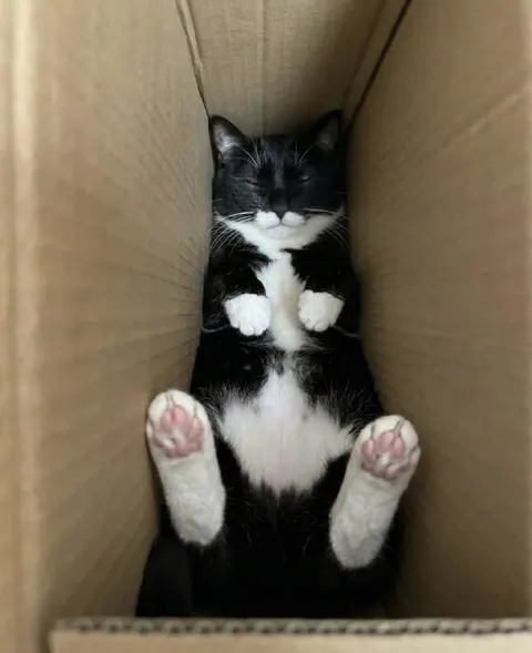 Кот лежит в коробке