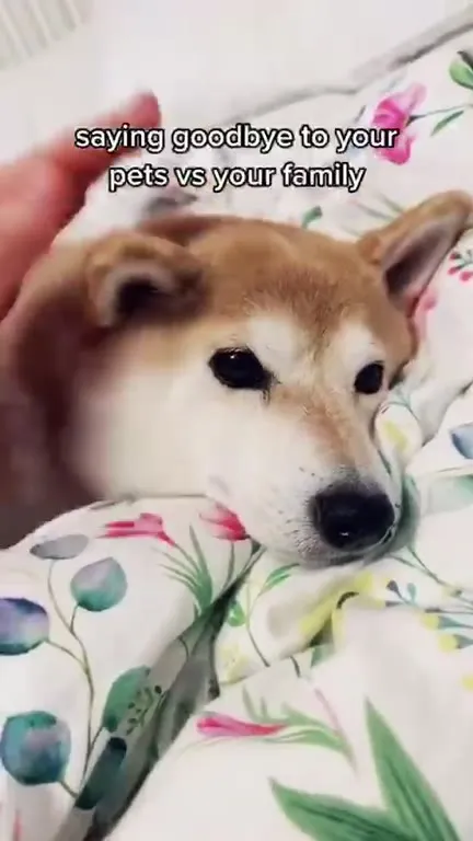 Saying Goodbye to Your Pet