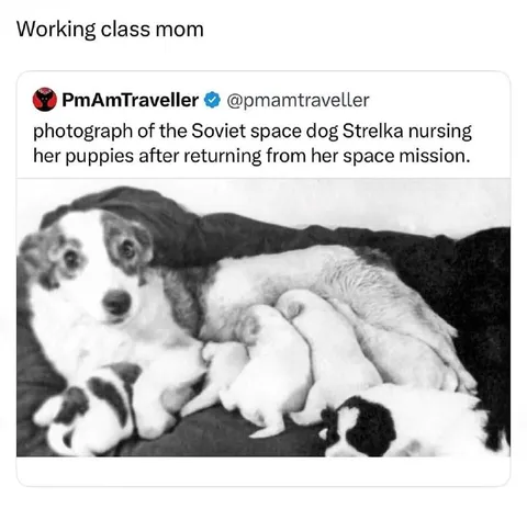 Working Class Mom Strelka