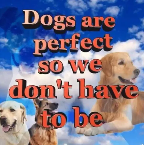 Dogs Are Perfect So We Aren't