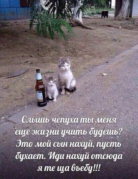 Кот защищает сына от чернухи