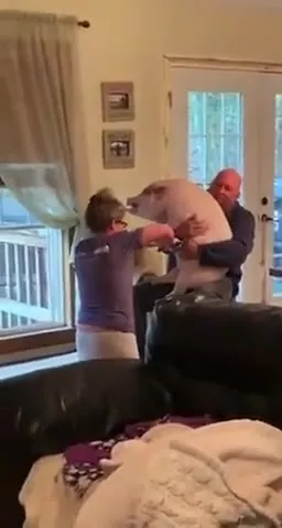 Свинья на спинке дивана