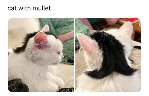 Cat With a Mullet