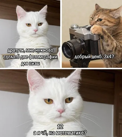 Кот фотографирует на визу