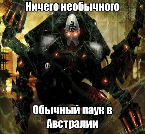Обычный паук в Австралии