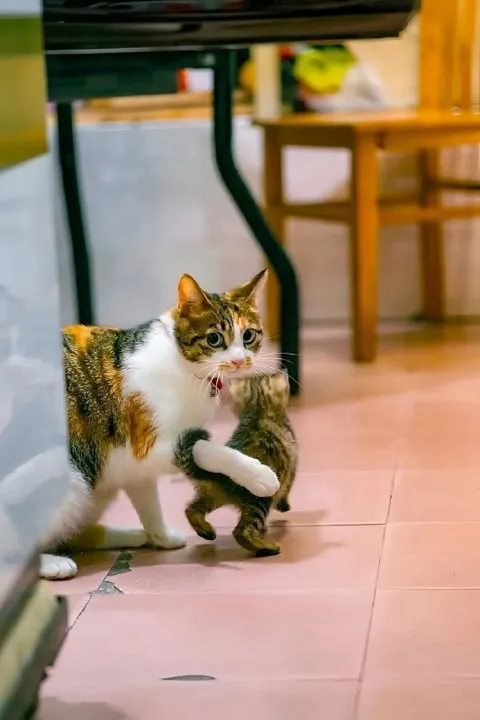 Кошка несет котенка