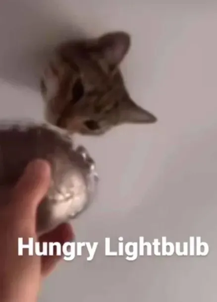 Hungry Cat Inspects Lightbulb