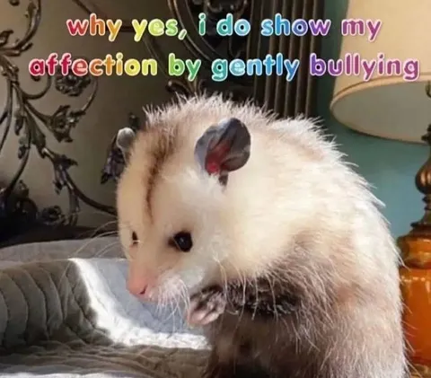 Gently Bullying Affection Possum