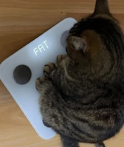 Cat Is Too Fat for the Scale