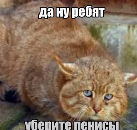 Кот просит убрать пенисы