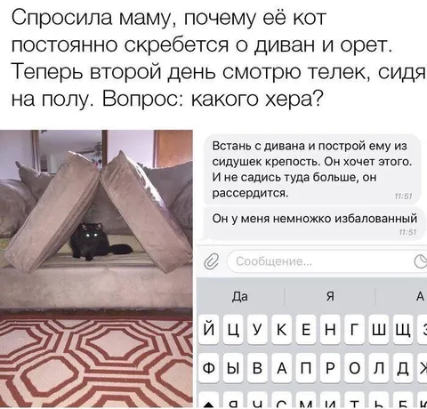 Избалованный кот требует крепость