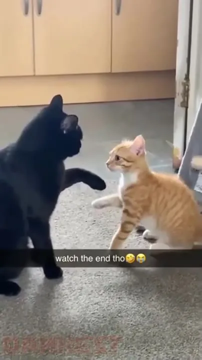 Watch the End Cat Fight