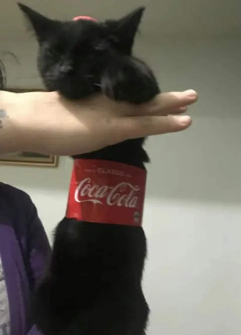 Cat Wearing a Coca-Cola Label
