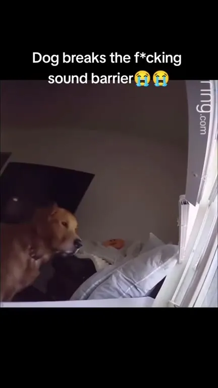 Dog Breaks the Sound Barrier