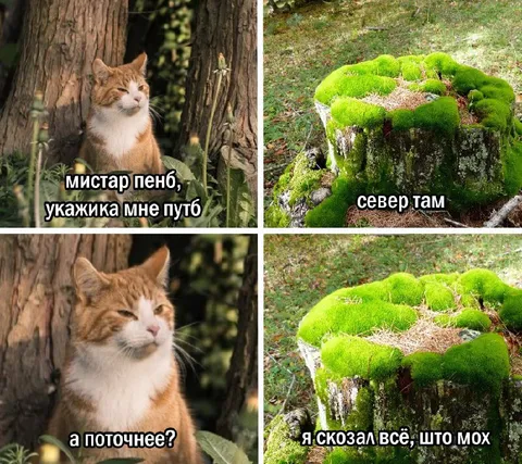 Кот просит указать путь