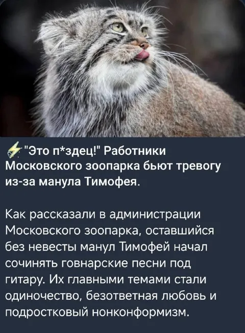 Манул Тимофей пишет говнарские песни