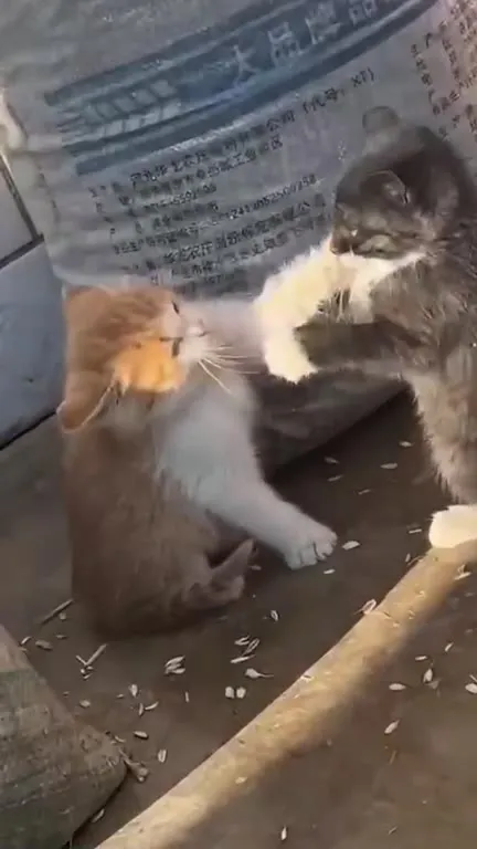 Котёнок получил пощёчину