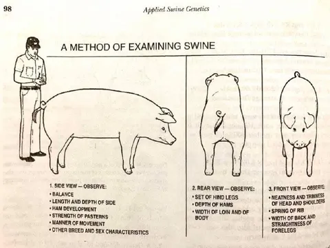 A Method of Examining Swine