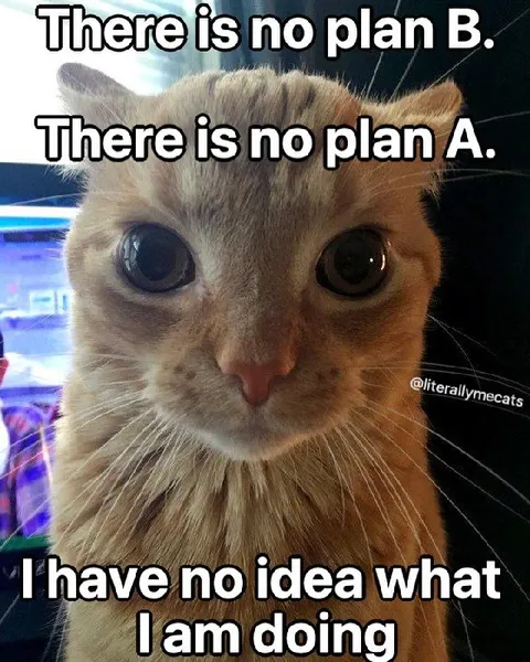 No Plan A or B Cat