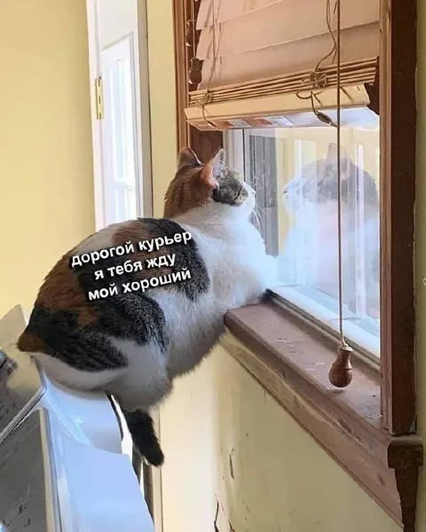 Кот ждёт курьера