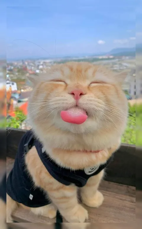 Кот показывает язык