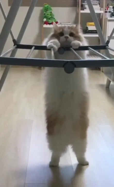 Кот идёт на беговой дорожке