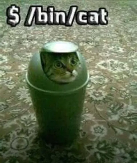 Cat in the Trash Bin