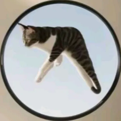Кот, идущий по кругу