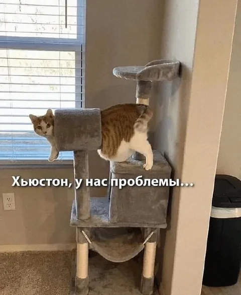 Кот застрял в кошачьем комплексе