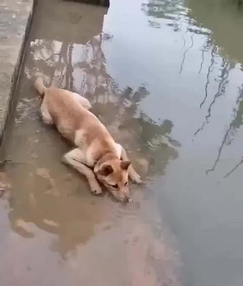 Собака у воды и урчание