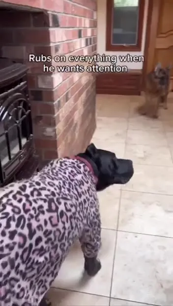 Dog Learned Everything From Cats