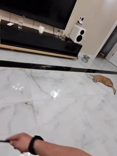 Кот, который может летать