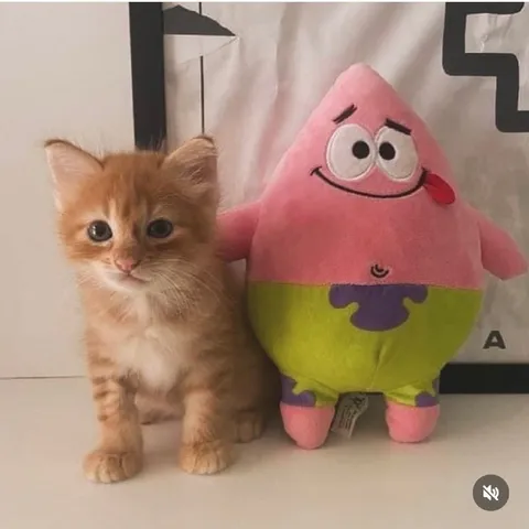 Котёнок и Патрик Стар