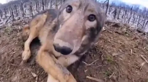 Собака лезет в камеру