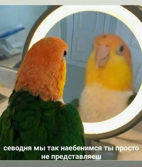 Попугай перед зеркалом