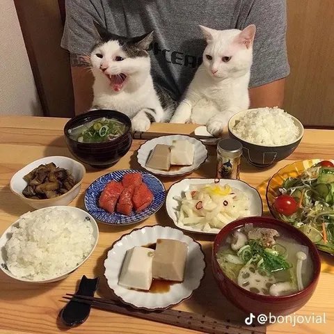 Кошки за японским ужином
