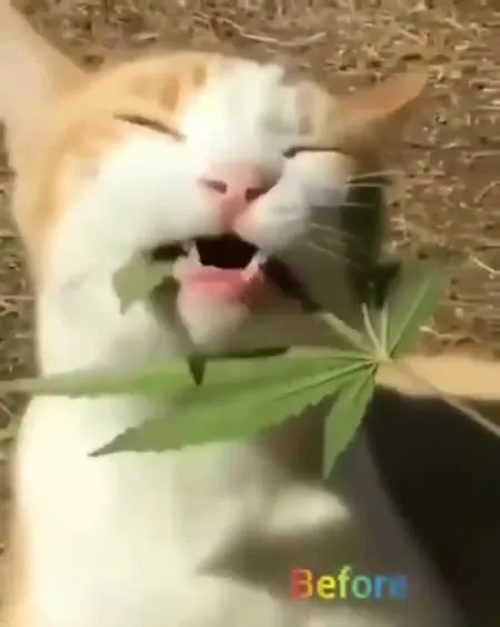 Cat Before and After Weed