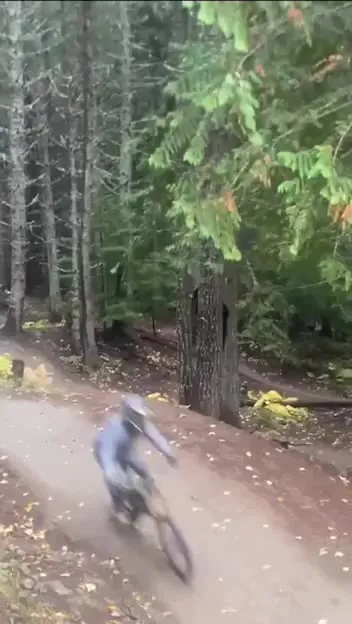 Велосипедист и медведь в лесу