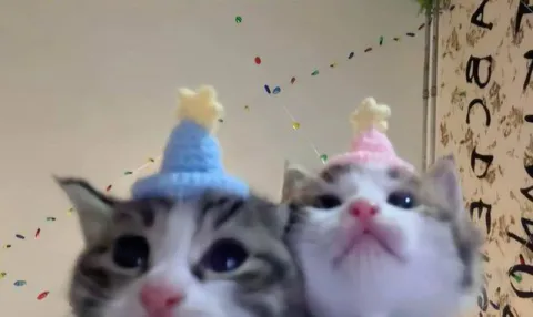 Котики на празднике