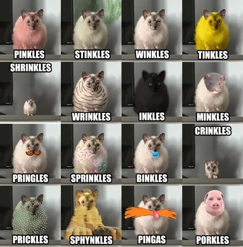 The Many Names of One Cat