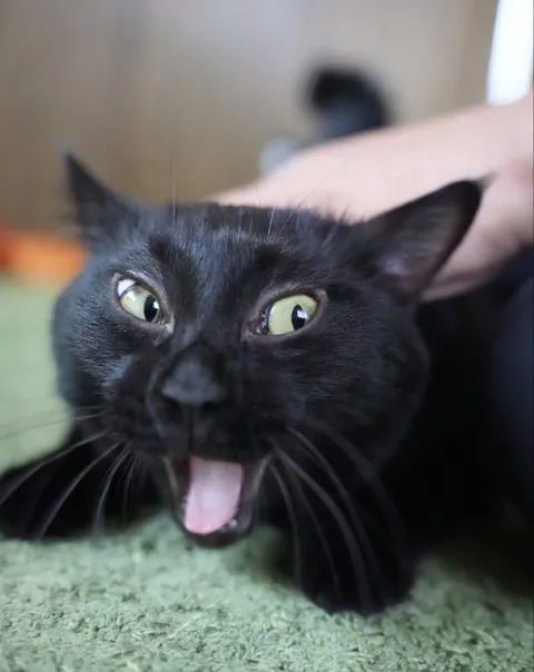 Кот с открытым ртом