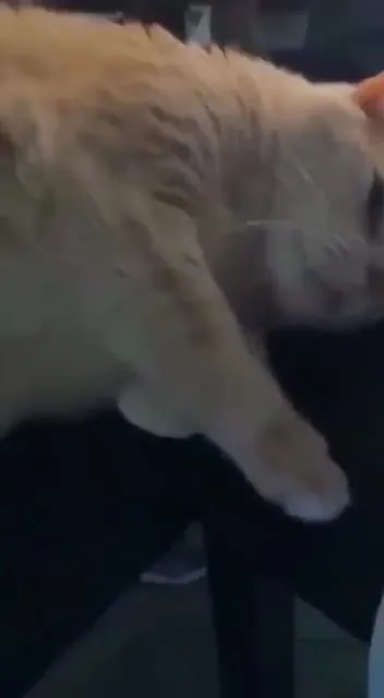 Кот тянется к экрану