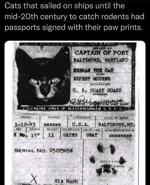 Cats With Paw Print Passports