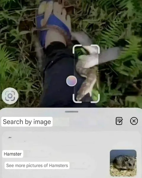 Search by Image Finds Hamster