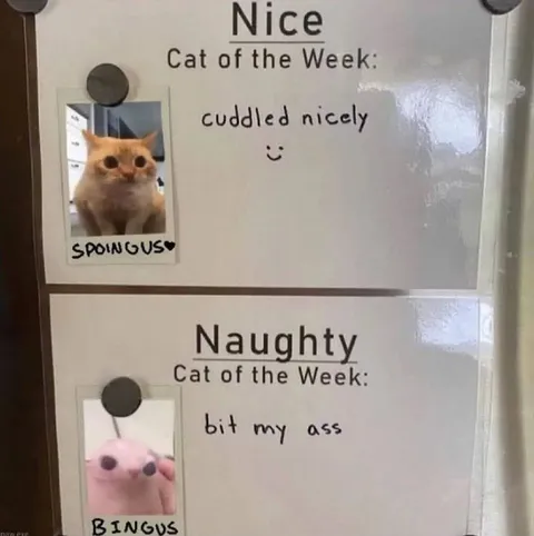 Nice and Naughty Cats of the Week