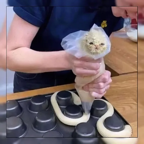 Кот в кондитерском мешке