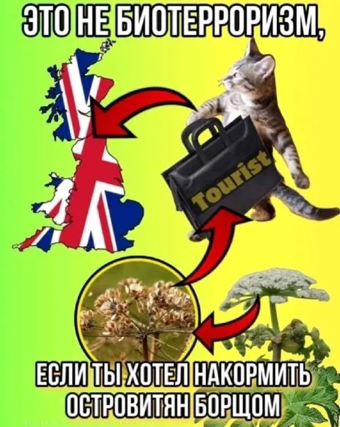 Борщ для островитян